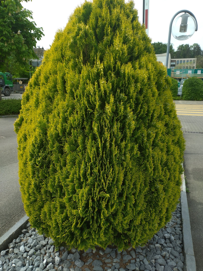 Thuja — Bild 3