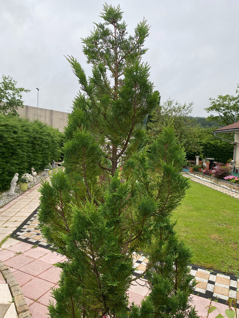 Thuja — Bild 2