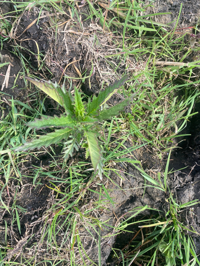 Acker-Kratzdistel — Bild 1