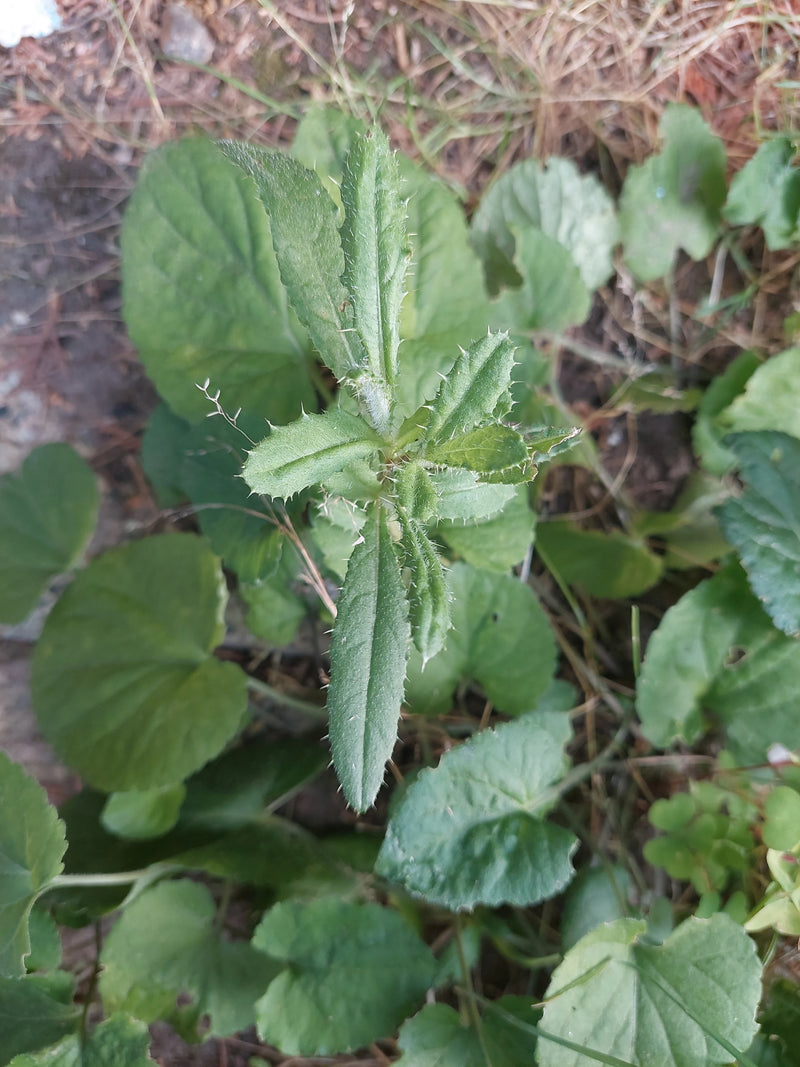 Acker-Kratzdistel — Bild 5