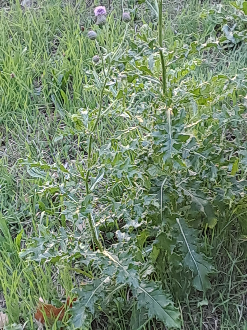 Zu sehen ist eine Acker-Kratzdistel mit grünem, gebuchtetem Laub und einigen kleinen Blütenknospen. Die Pflanze wächst auf einer Wiese im Freien.