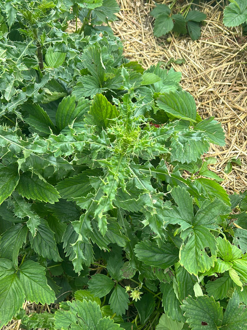 Acker-Kratzdistel — Bild 2