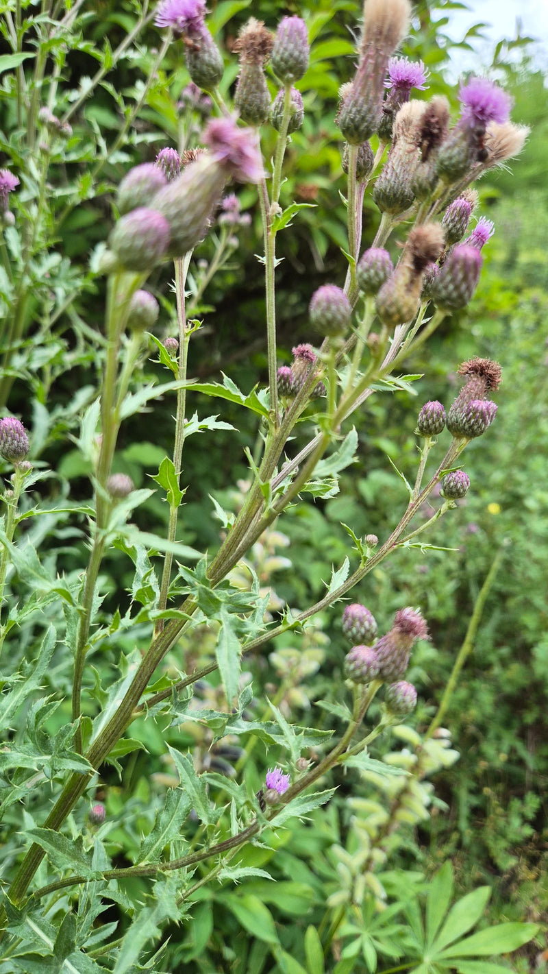 Acker-Kratzdistel — Bild 4