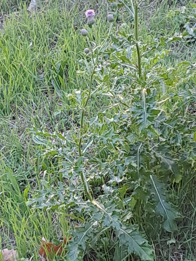 Zu sehen ist eine Acker-Kratzdistel mit gelappten Blättern und kleinen Blütenknospen, die in einer Wiese wächst.