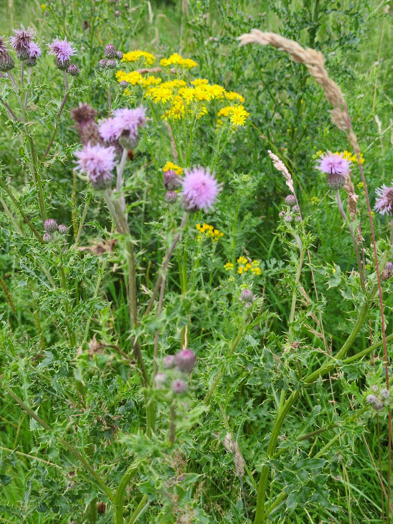 Acker-Kratzdistel — Bild 3