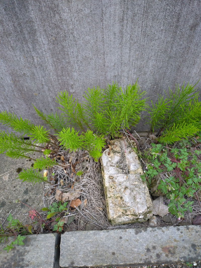 Acker-Schachtelhalm — Bild 4