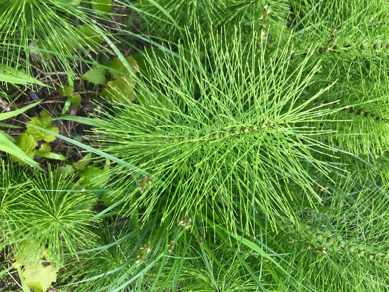 Auf dem Bild sind die grünen, quirlig verzweigten Sommertriebe des Acker-Schachtelhalms zu sehen. Die Pflanze wächst in einer dichten Vegetation aus Gras und...