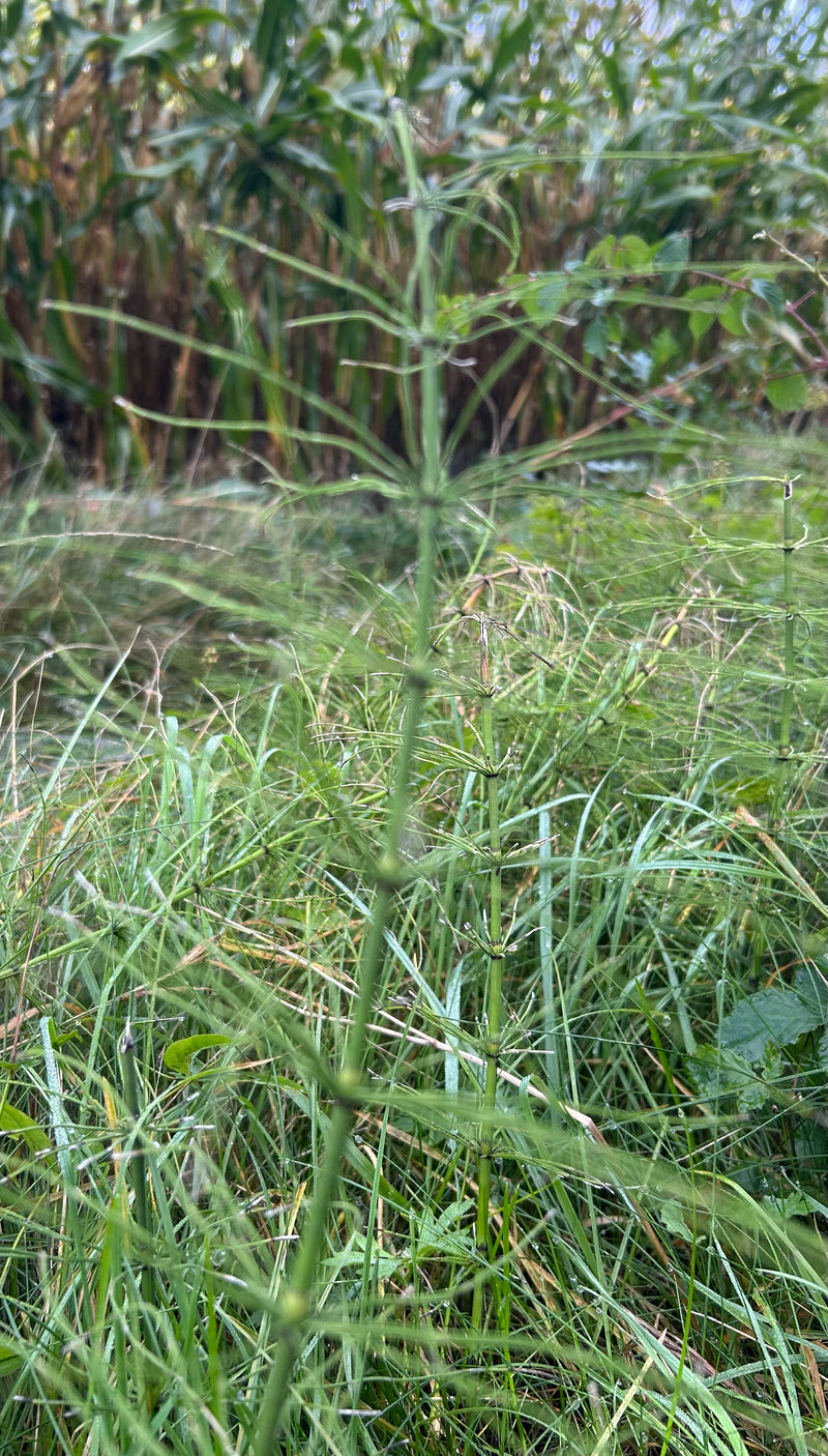 Auf dem Bild ist der grüne Acker-Schachtelhalm in seiner typischen Sommerform zu sehen, wie er auf einer Wiese wächst. Die feinen, quirlartig angeordneten Se...