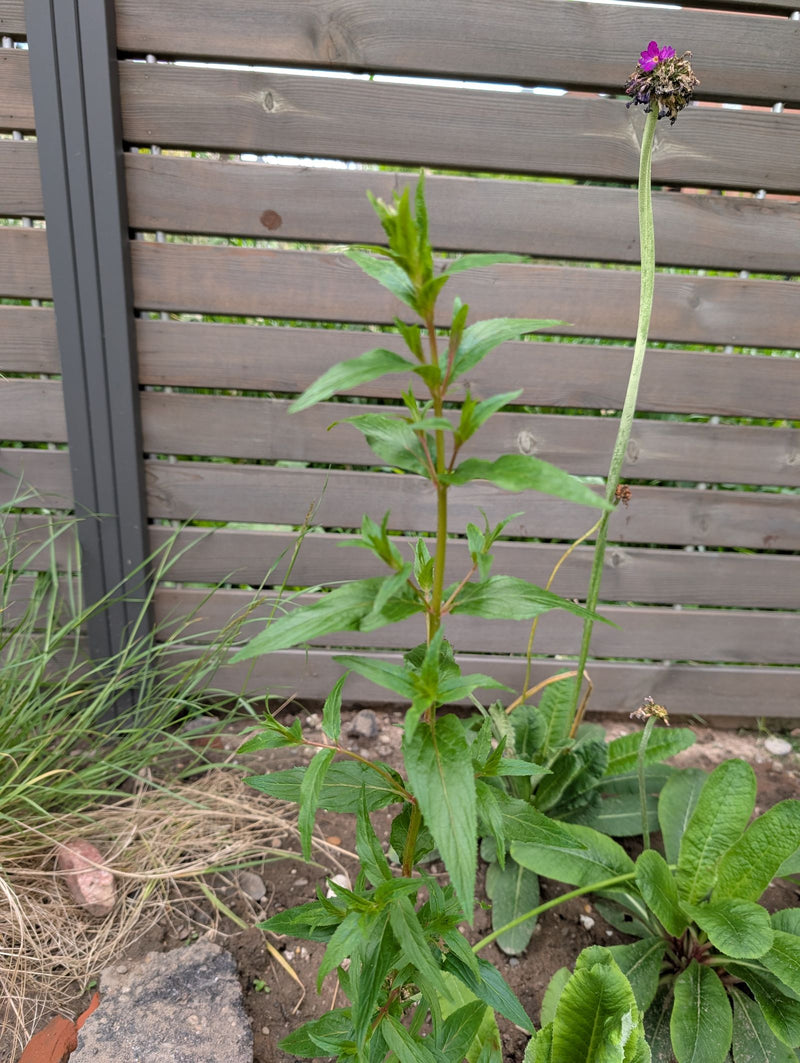 Acker-Witwenblume — Bild 2