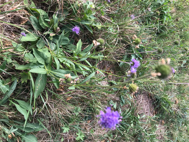 Auf dem Bild sind mehrere violette Blüten und grüne Blätter der Acker-Witwenblume in einer Wiese zu sehen.