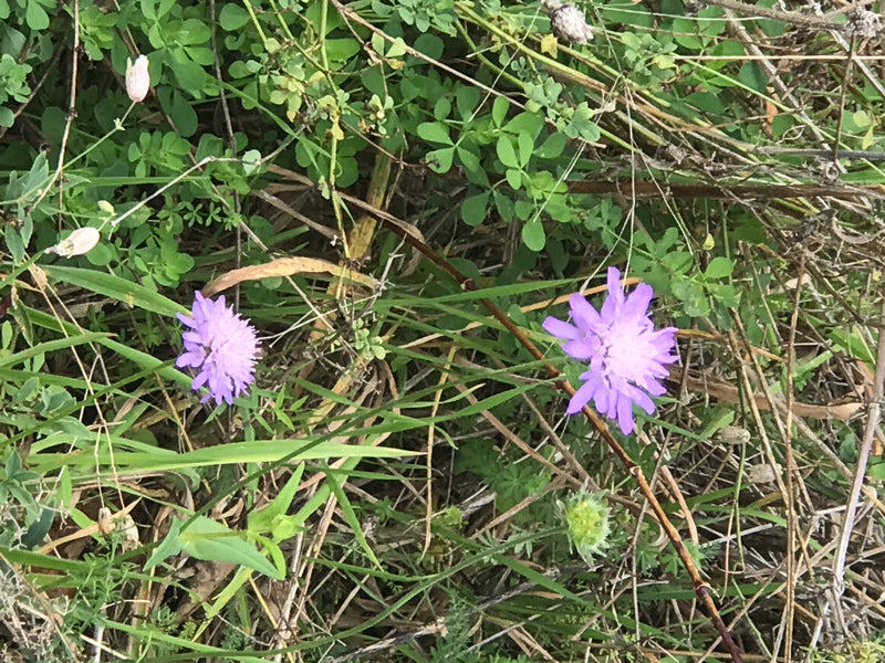 Auf dem Bild sind zwei hellviolette Blüten der Acker-Witwenblume in einer Wiese zu sehen. Sie stehen inmitten von grünem Gras und dürrem Pflanzenmaterial.