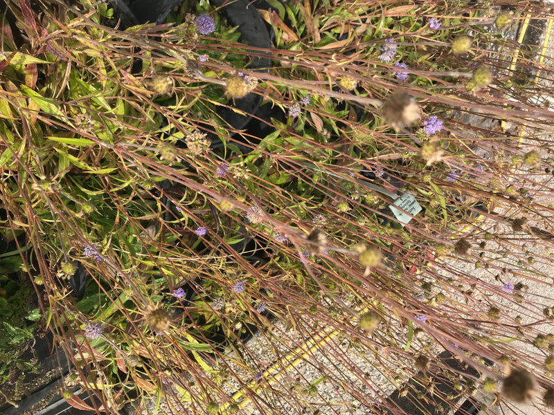 Zu sehen sind mehrere Exemplare der Acker-Witwenblume mit ihren charakteristischen Blütenständen in einer natürlichen Umgebung.