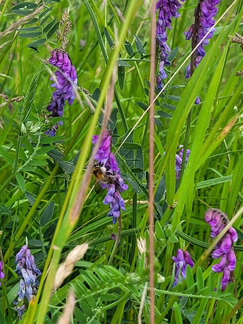 Ackerhummel (Bombus pascuorum), 05.06.2026
