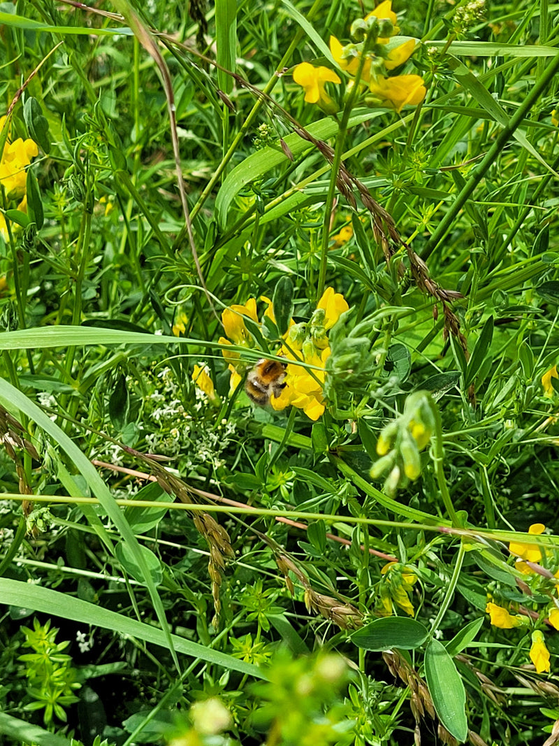 Ackerhummel — Bild 1