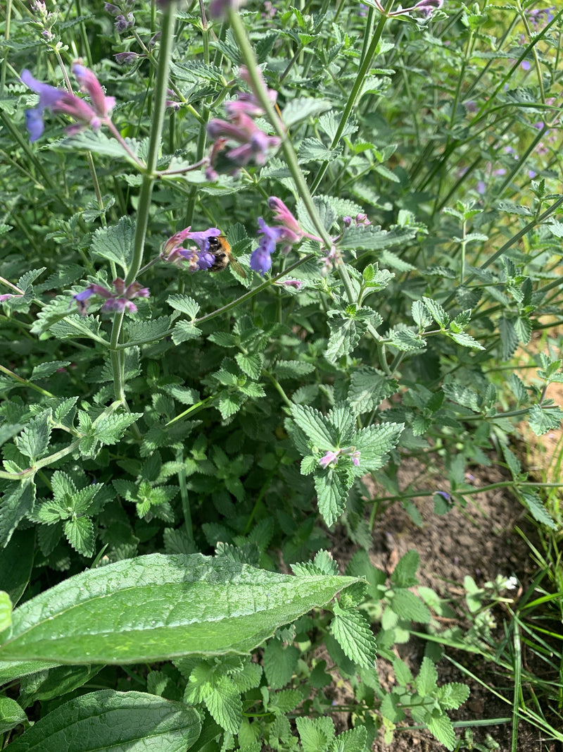 Ackerhummel — Bild 4