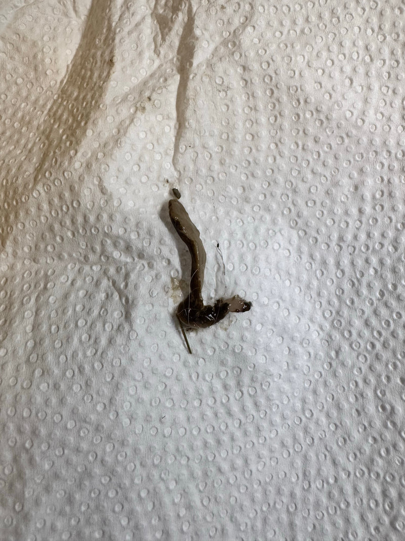 Ackerschnecke — Bild 1