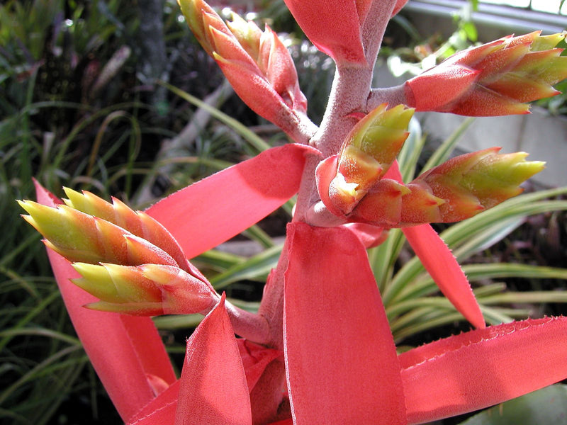 Aechmea — Bild 1 von 1