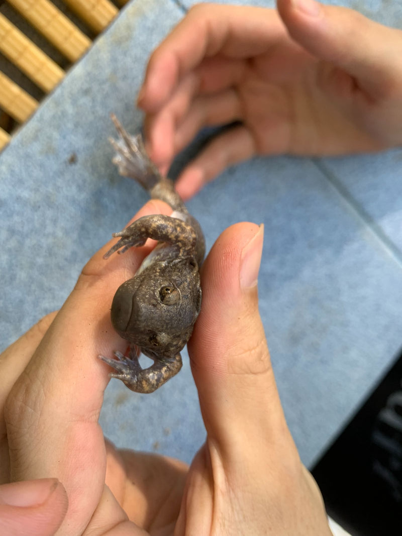 Afrikanischer Krallenfrosch — Bild 2 von 2