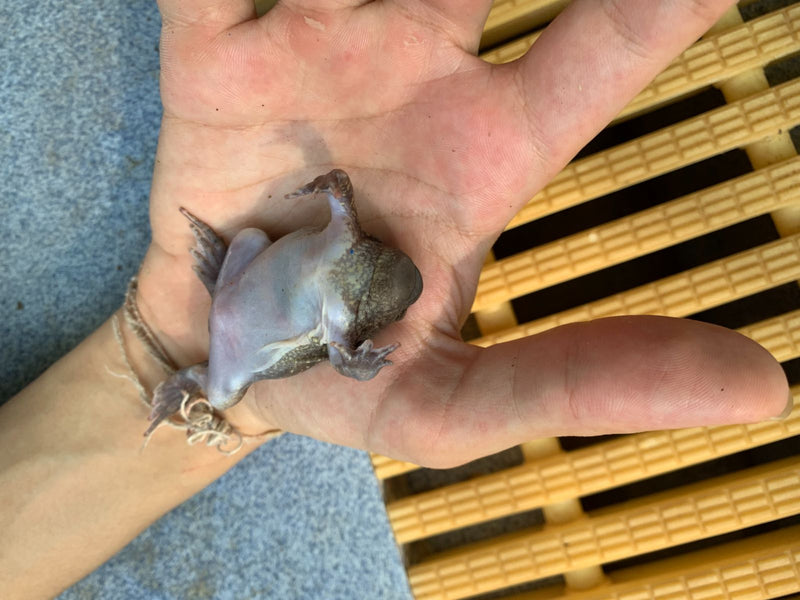 Ein Afrikanischer Krallenfrosch liegt auf dem Rücken in einer geöffneten menschlichen Hand.