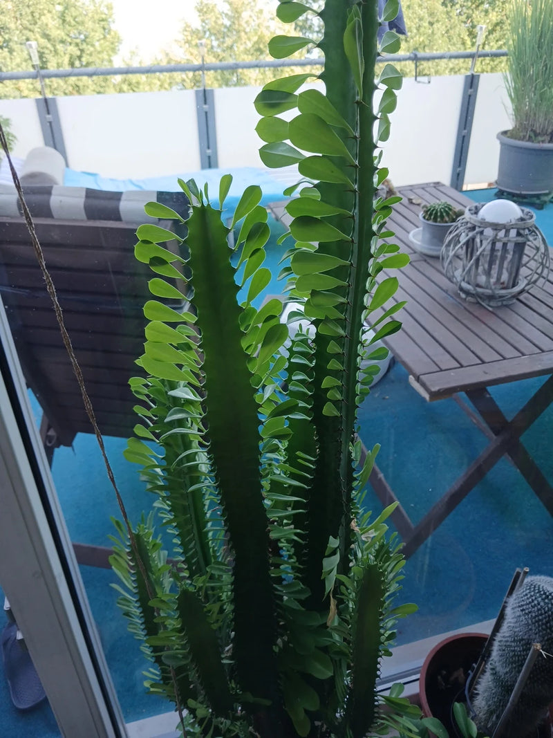 Afrikanischer Milchbaum — Bild 1