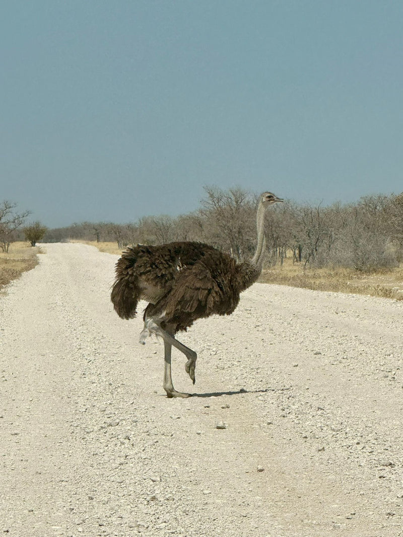 Ein Afrikanischer Strauß läuft über eine helle Schotterstraße in einer trockenen Buschlandschaft.