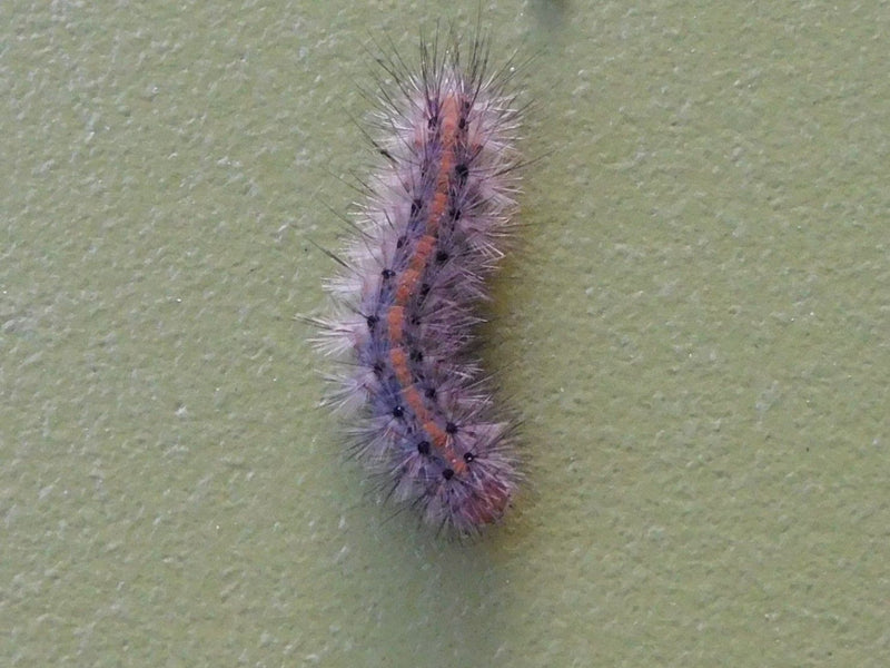 Ahorn-Rindeneule — Bild 2