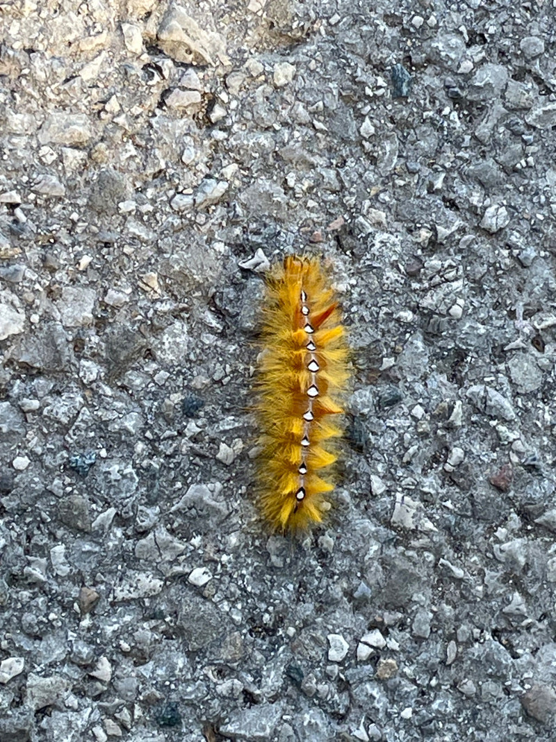 Ahorn-Rindeneule — Bild 1 von 13