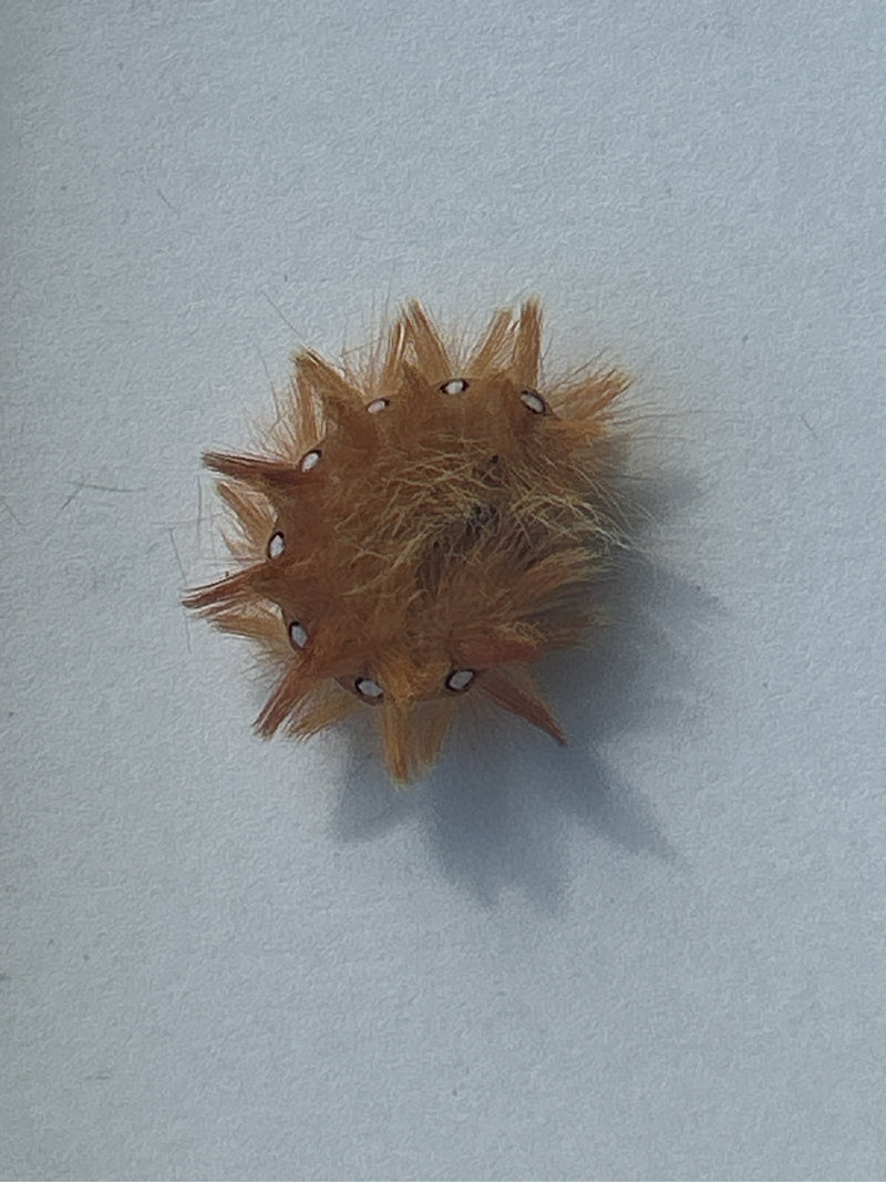 Ahorn-Rindeneule — Bild 3