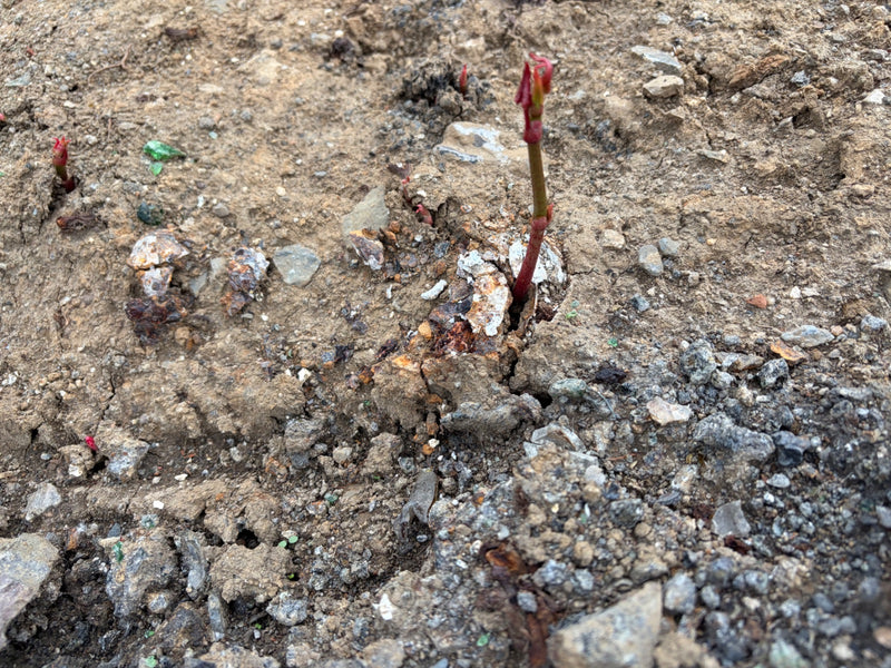Ahorn — Bild 2