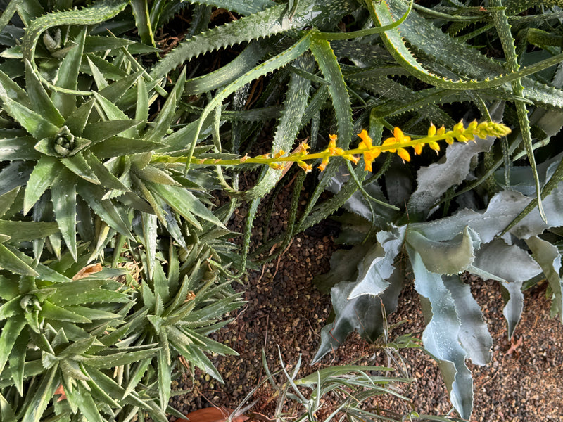 Dornige, sukkulente Rosetten einer Aloe mit einem gelben Blütenstand aus der Vogelperspektive.