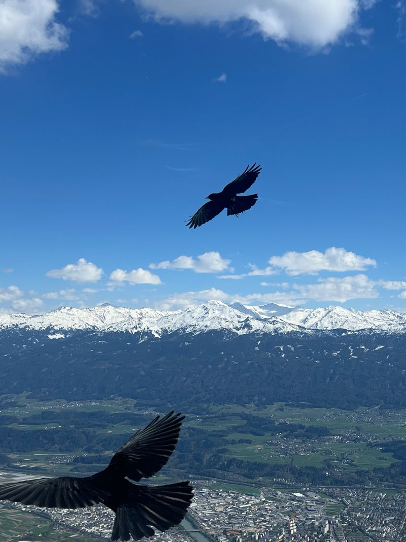 Alpendohle — Bild 1