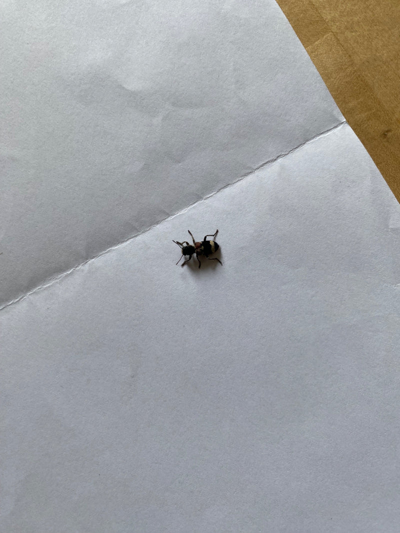 Gemeiner Ameisenbuntkäfer — Bild 4