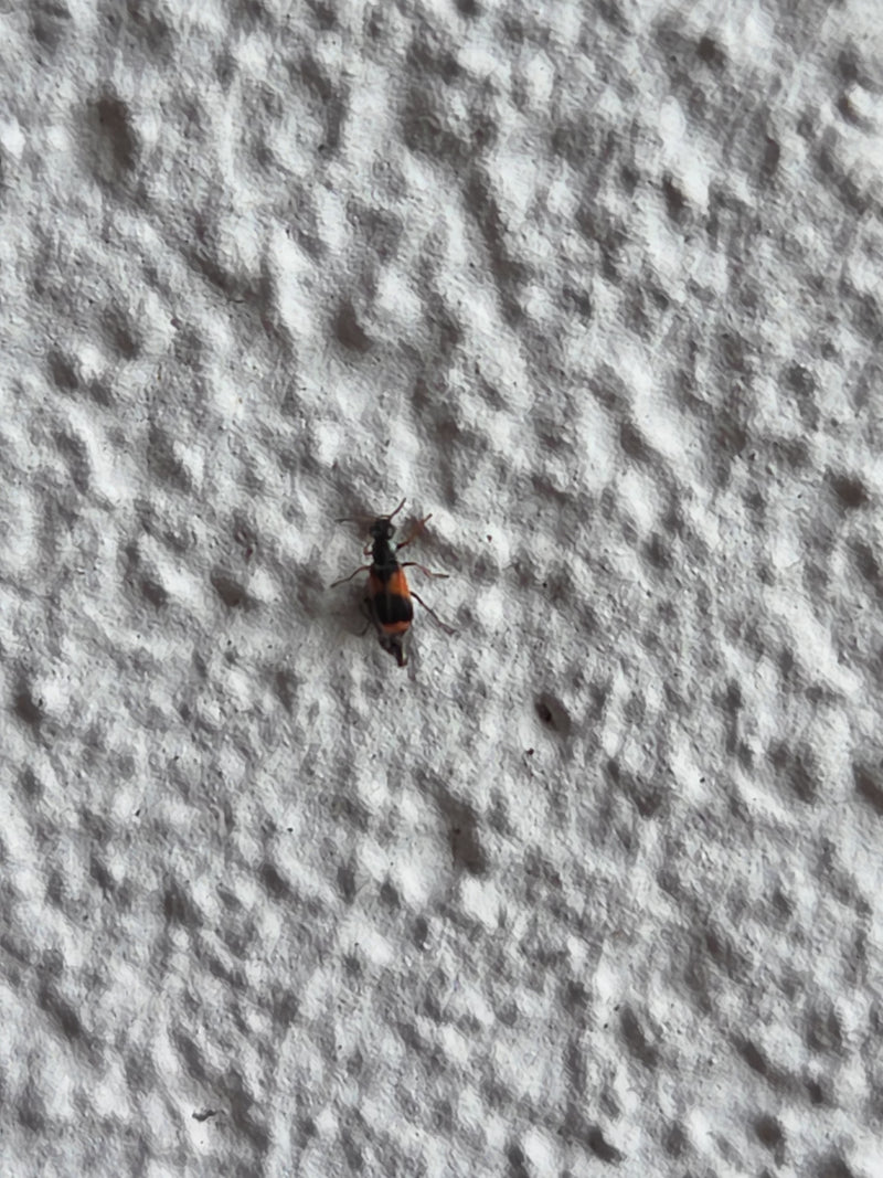 Gemeiner Ameisenbuntkäfer — Bild 1