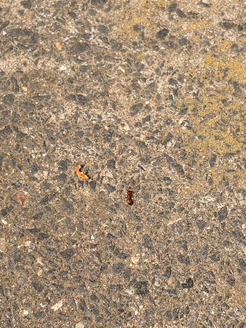 Ameisen — Bild 3
