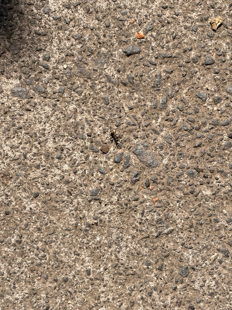 Ameisen — Bild 1