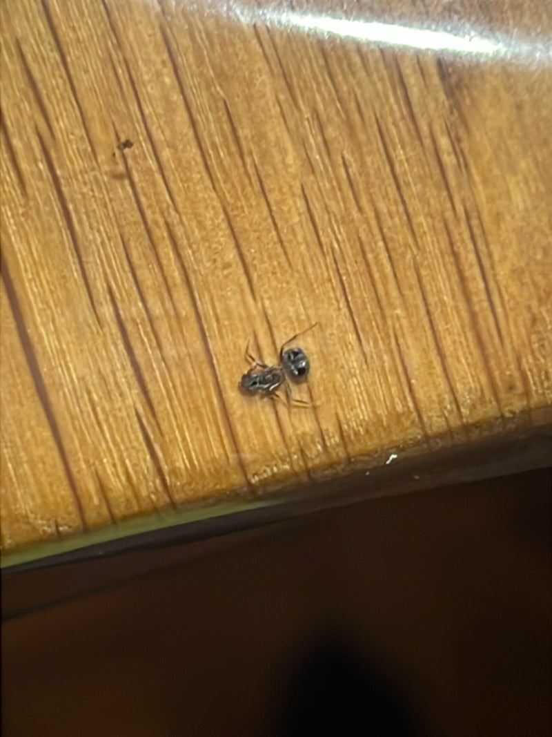 Ameisenspringspinne — Bild 3