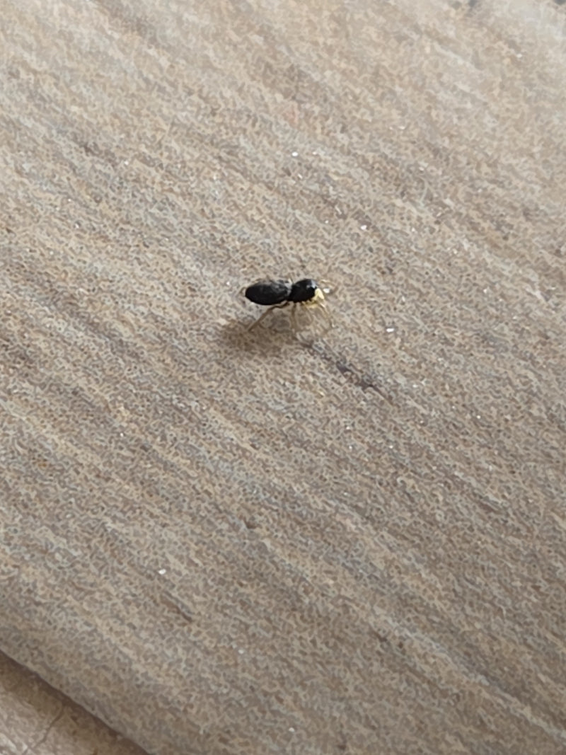 Ameisenspringspinne — Bild 1