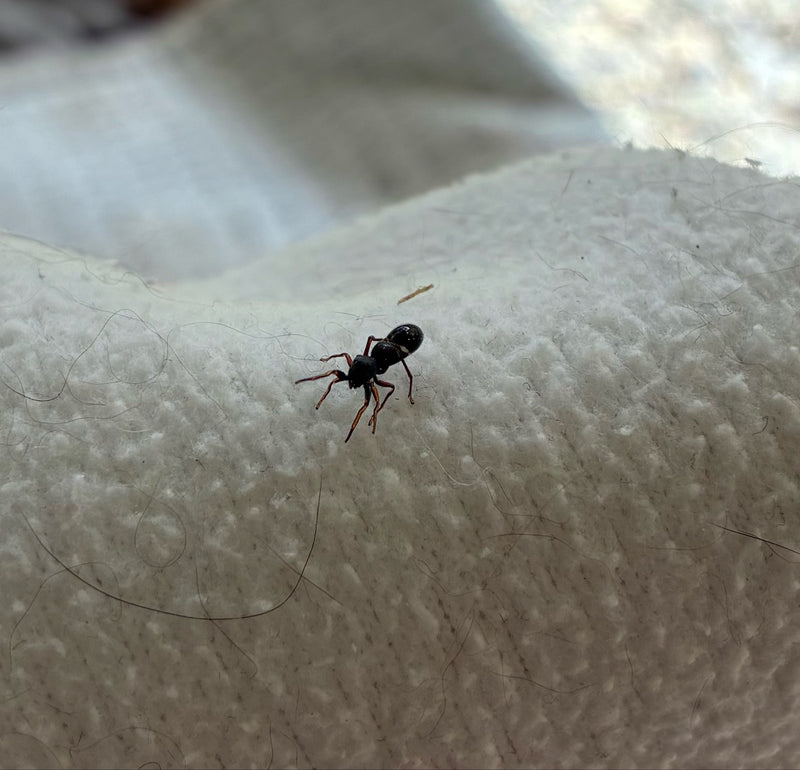 Ameisenspringspinne — Bild 5