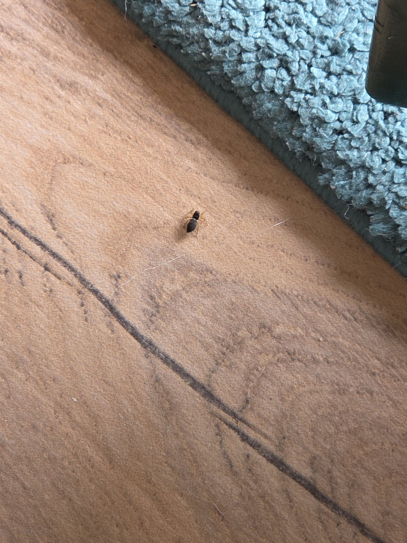 Ameisenspringspinne — Bild 2