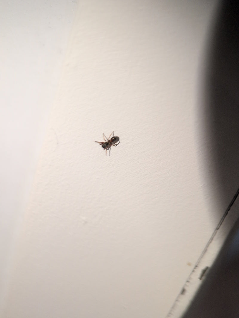 Ameisenspringspinne — Bild 4