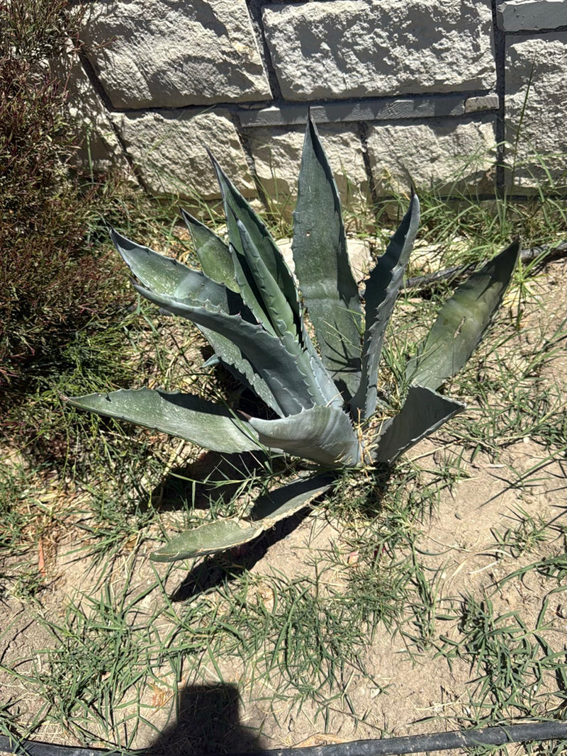 Amerikanische Agave — Bild 2