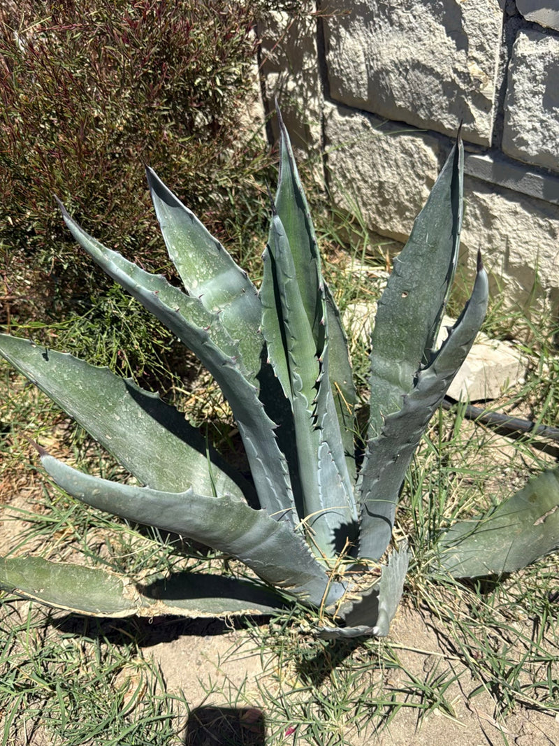 Amerikanische Agave — Bild 3