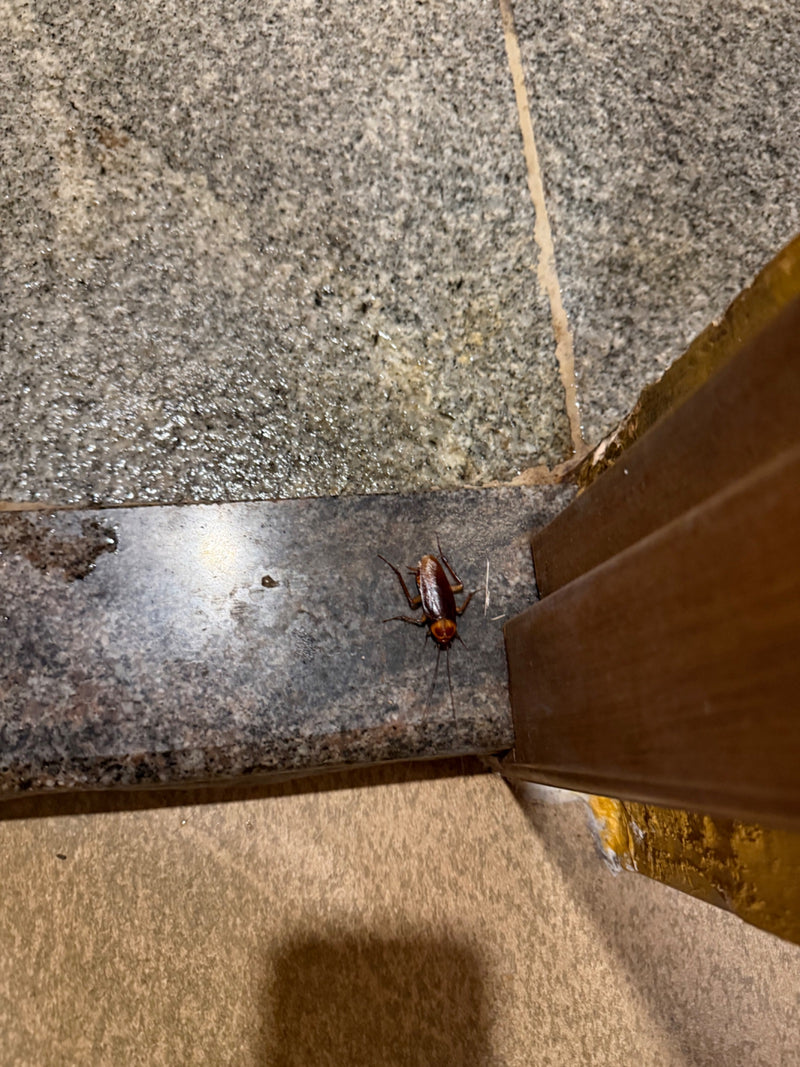 Amerikanische Schabe — Bild 2