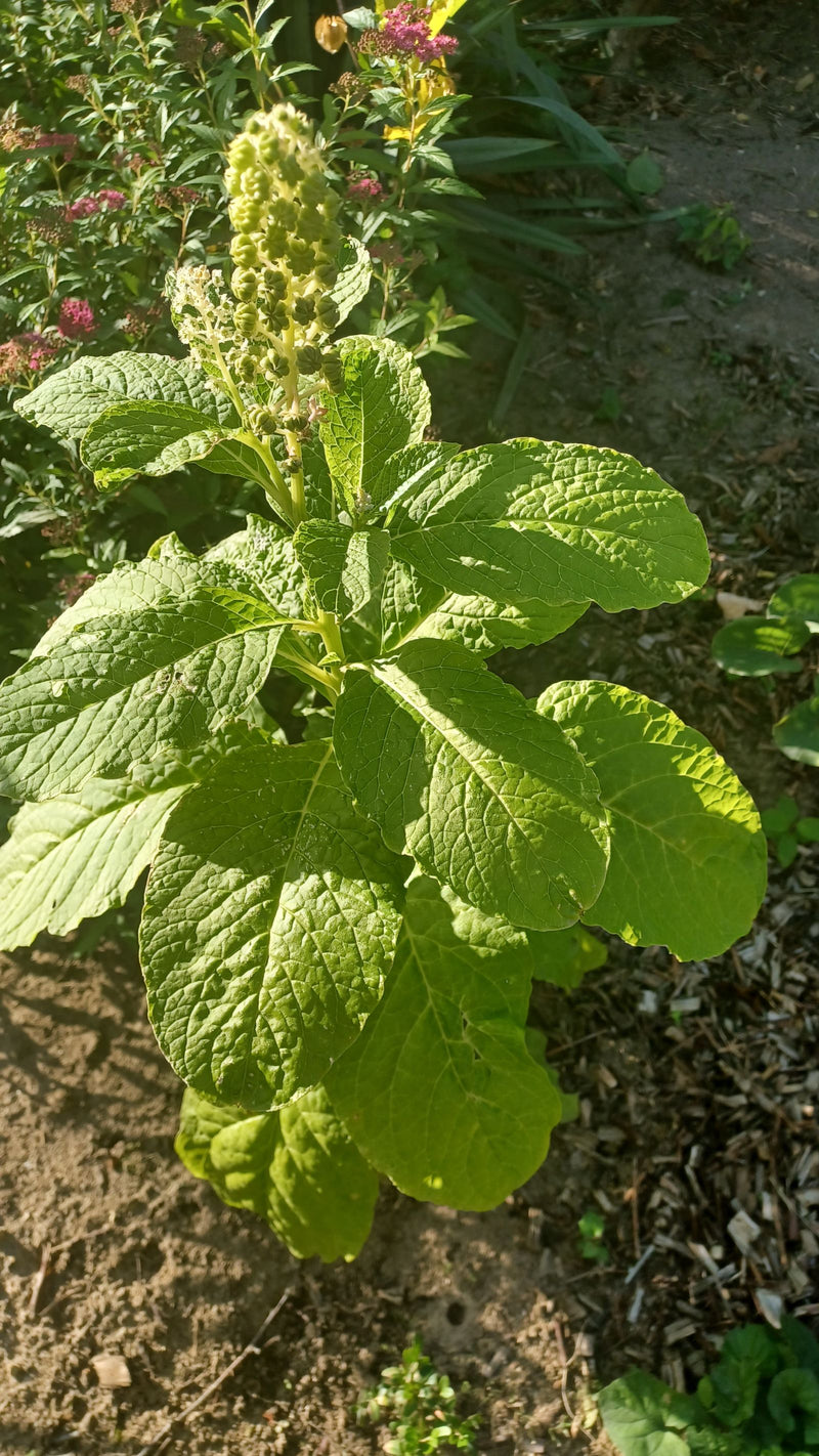 Amerikanische Kermesbeere — Bild 3 von 19