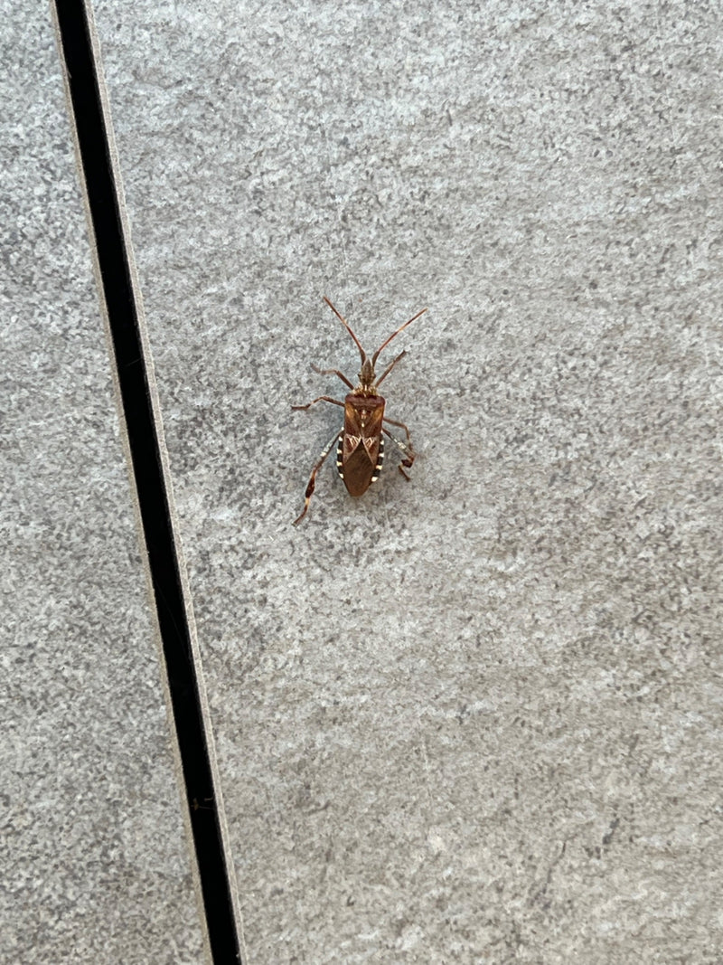 Eine adulte Amerikanische Kiefernwanze ruht in der Aufsicht auf einer grauen Fliesenoberfläche.