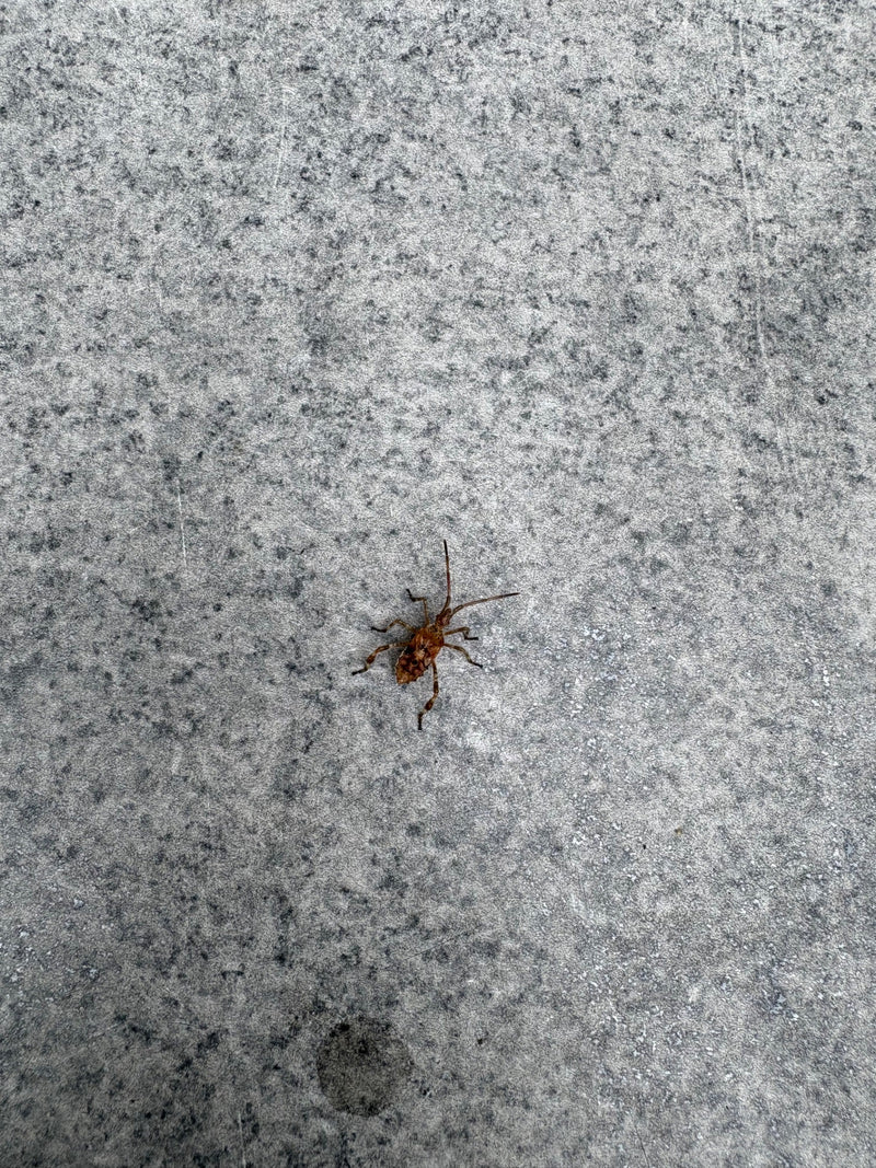 Amerikanische Kiefernwanze — Bild 2