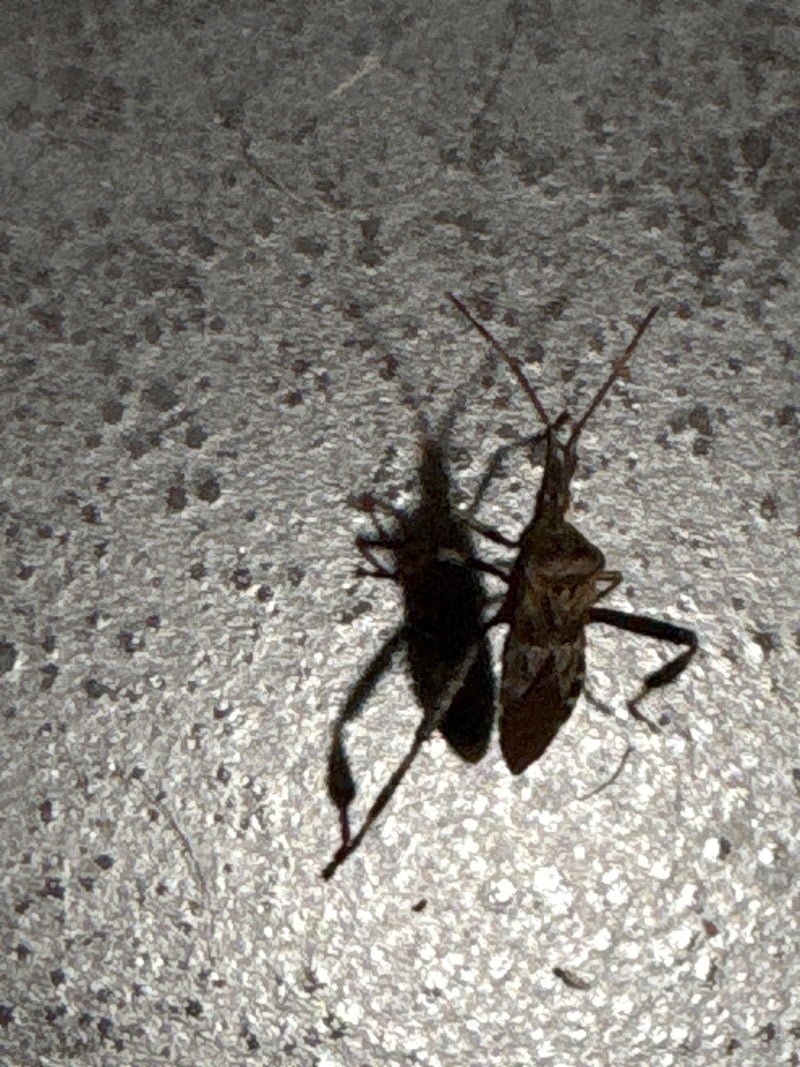 Eine Amerikanische Kiefernwanze sitzt auf einer körnigen Oberfläche und wirft einen deutlichen Schatten.