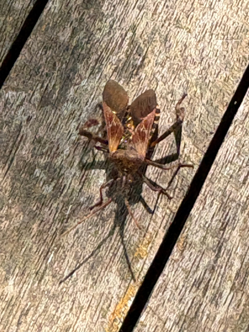 Amerikanische Kiefernwanze — Bild 1