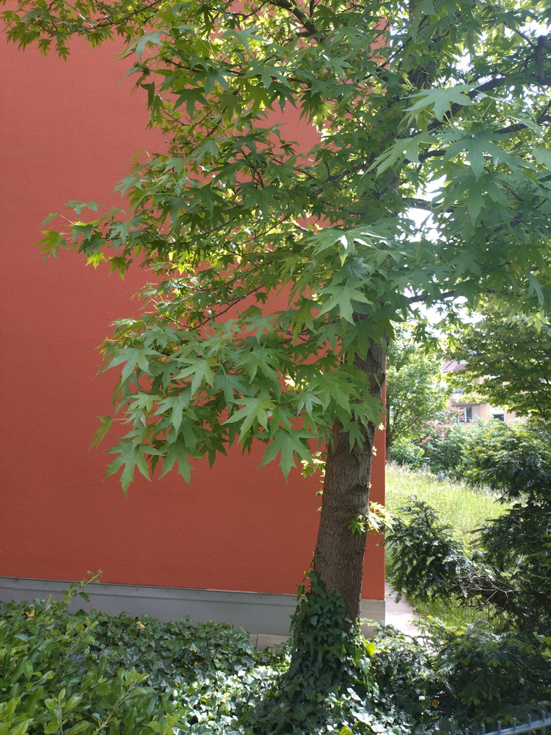 Amberbaum — Bild 5