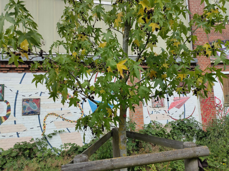Amberbaum — Bild 4